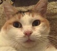 [picture of Sunshine, a Domestic Short Hair calico cat]