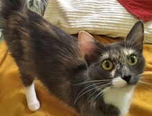 [picture of Sadie, a Domestic Long Hair dilute calico cat]