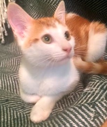 [another picture of Fritzi, a Domestic Medium Hair orange swirl /white\ cat] 