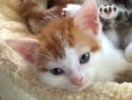 [picture of Fritzi, a Domestic Medium Hair orange swirl /white cat]