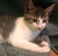 [picture of Mazie, a Domestic Medium Hair black tabby/white cat]
