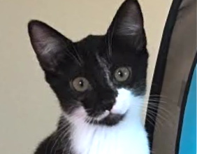 [picture of ED, a Domestic Short Hair black/white tuxedo\ cat] 