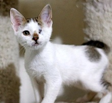 [picture of Pirate, a Domestic Short Hair white w/brown tabby cat]