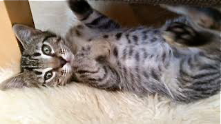 [another picture of Mr Pooh, a Domestic Short Hair gray tabby\ cat] 