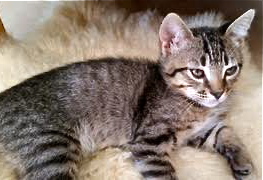 [picture of Mr Pooh, a Domestic Short Hair gray tabby cat]