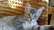[picture of Dusty, a Domestic Medium Hair silver tabby cat]