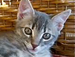 [picture of Dusty, a Domestic Medium Hair silver tabby\ cat] 