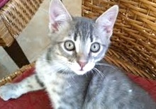 [another picture of Teddy, a Domestic Medium Hair silver tabby\ cat] 