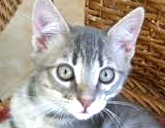 [picture of Teddy, a Domestic Medium Hair silver tabby\ cat] 