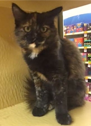[picture of Floriana, a Maine Coon-x calico cat]