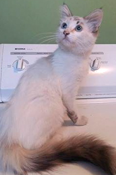 [another picture of Puddin Pop, a Ragdoll Mix lynx point/snow shoe\ cat] 