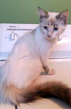 [picture of Puddin Pop, a Ragdoll Mix lynx point/snow shoe cat]