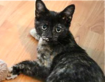 [another picture of Harley Quinn, a Domestic Short Hair tortie\ cat] 