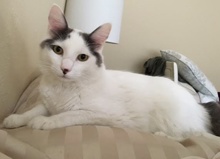 [another picture of Cupid, a Turkish Van Mix white/black\ cat] 