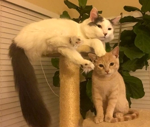[picture of Cupid, a Turkish Van Mix white/black cat]