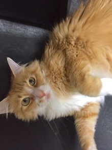 [another picture of Velcro, a Maine Coon-x Orange/white\ cat] 