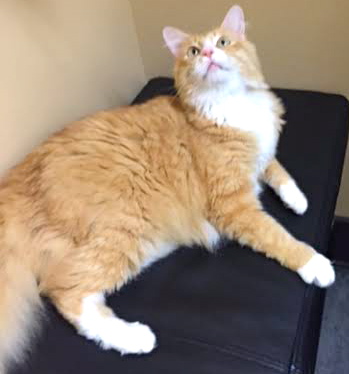[picture of Velcro, a Maine Coon-x Orange/white cat]