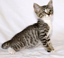 [another picture of Samsam, a Domestic Short Hair silver tiger tabby/white\ cat] 