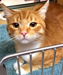 [another picture of Melbourne, a Domestic Short Hair orange\ cat] 
