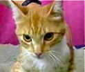 [picture of Melbourne, a Domestic Short Hair orange\ cat] 