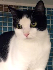 [picture of Samira, a Domestic Short Hair black/white tuxedo cat]