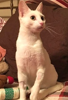 [picture of Haydee, a Domestic Short Hair white cat]