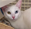 [picture of Haydee, a Domestic Short Hair white cat]