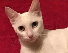 [picture of Haydee, a Domestic Short Hair white\ cat] 