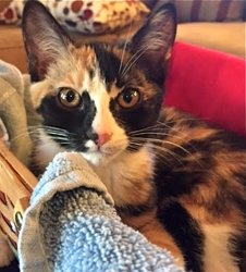 [picture of Bandit, a Domestic Short Hair calico cat]