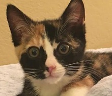 [picture of Bandit, a Domestic Short Hair calico\ cat] 
