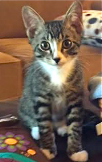 [picture of Buttons, a Domestic Short Hair gray tabby cat]