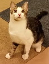[picture of Easy Peasy, a Domestic Short Hair brown tabby/white cat]