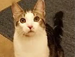 [picture of Easy Peasy, a Domestic Short Hair brown tabby/white\ cat] 