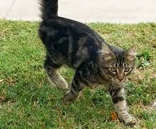 [picture of Kiki, a Maine Coon-x gray tabby cat]