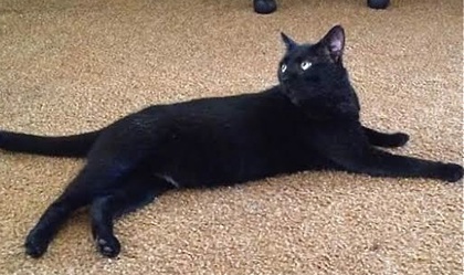 [picture of Winslow, a Domestic Short Hair black cat]
