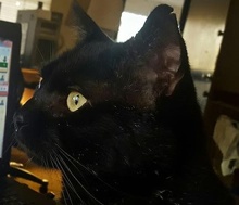 [picture of Winslow, a Domestic Short Hair black\ cat] 