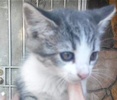 [picture of Toto, a Domestic Short Hair silver tiger tabby/white cat]