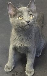 [picture of Kazuo, a Russian Blue Mix blue cat]