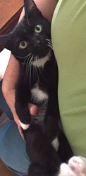 [picture of Cruiser, a Ragdoll Mix black/white cat]