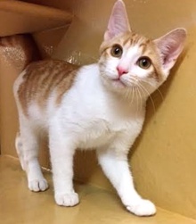 [picture of Trekker, a Domestic Short Hair orange/white cat]
