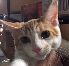 [picture of Trekker, a Domestic Short Hair orange/white cat]