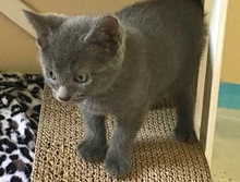[picture of Trekker, a Domestic Short Hair orange/white\ cat] 