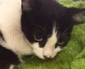 [picture of Cassie, a Domestic Short Hair black/white cat]