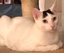 [another picture of Indy, a Turkish Van Mix white.black\ cat] 