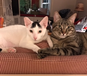 [picture of Indy, a Turkish Van Mix white.black cat]