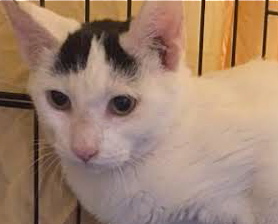 [picture of Indy, a Turkish Van Mix white.black\ cat] 