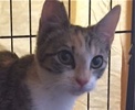 [picture of Chance AKA Hazel, a Domestic Short Hair tiger calico cat]