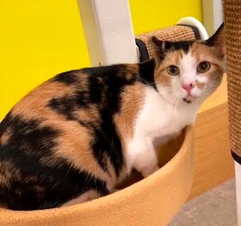 [another picture of Hope, a Domestic Short Hair calico\ cat] 