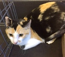[picture of Hope, a Domestic Short Hair calico cat]