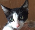 [picture of Sancho, a Domestic Short Hair black/white cat]